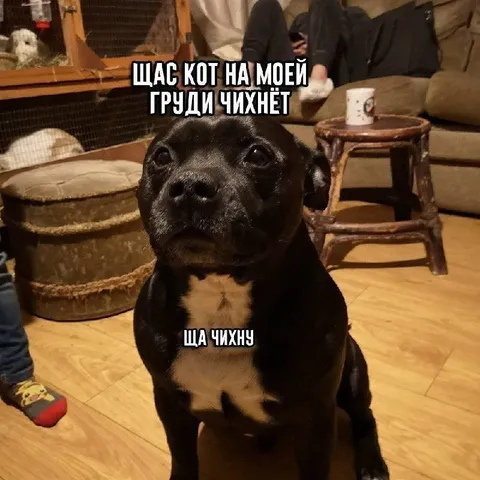 Ща чихну