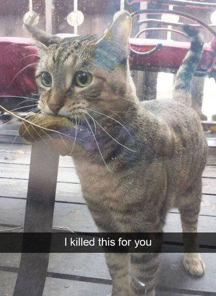 Cat Says I Killed This for You