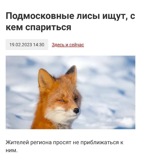 Подмосковные лисы ищут собутыльника