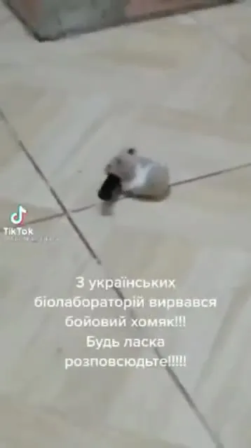Бойовий хомяк утікає