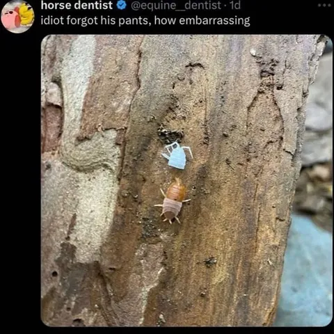 Idiot Forgot His Pants