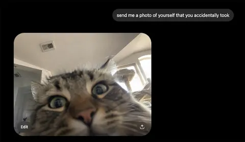 Accidental Cat Selfie