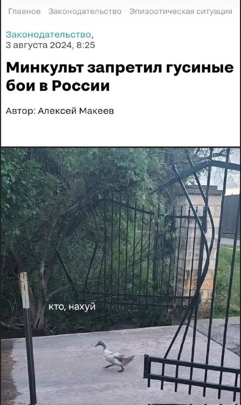 Минкульт запретил гусиные бои