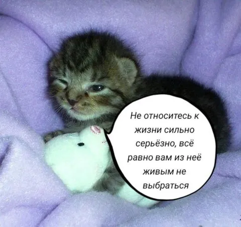 Котёнок о смысле жизни