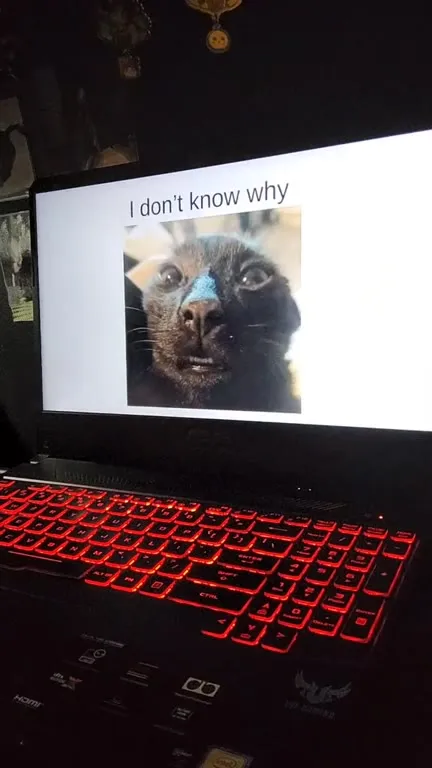 Black Cats Sing Linkin Park Lyrics