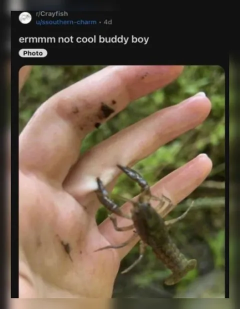 Crayfish Not Cool Buddy Boy