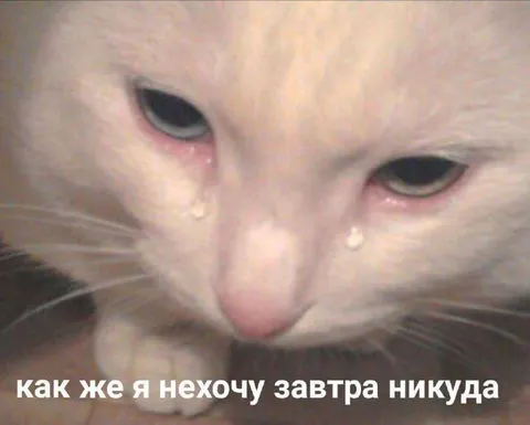 Плачущий кот никуда не хочет