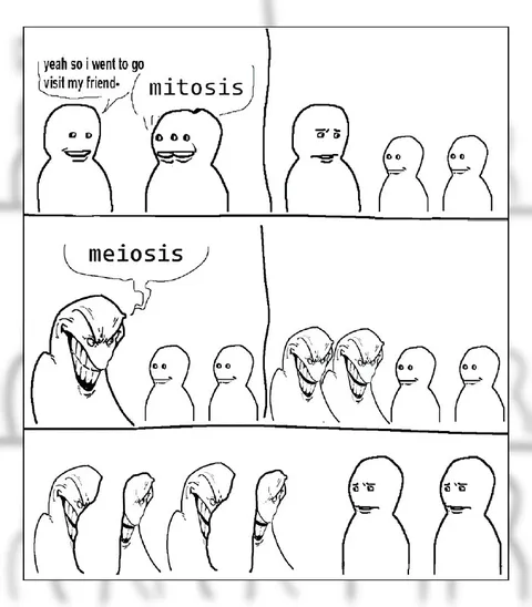 Mitosis Meets Meiosis