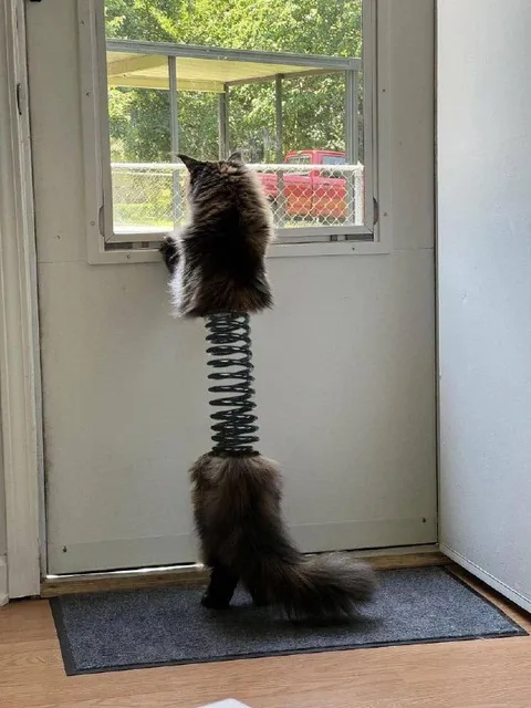Кот тянется к окну
