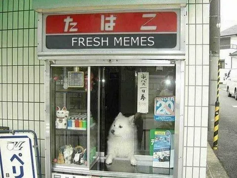 Fresh Memes Corner Store