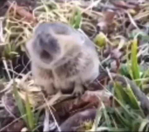 Крыса внезапно ускорилась