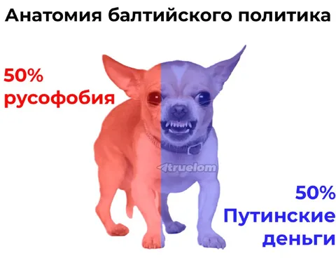 Анатомия балтийского политика