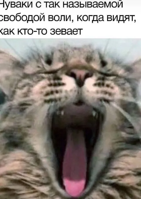 Свобода воли и зевающий кот