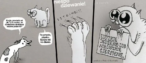 Kot dostaje ludzkie jedzenie