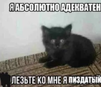 Абсолютно адекватный кот