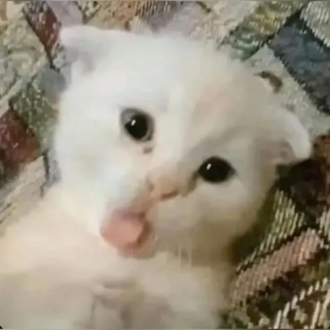 Милый белый котик с высунутым языком
