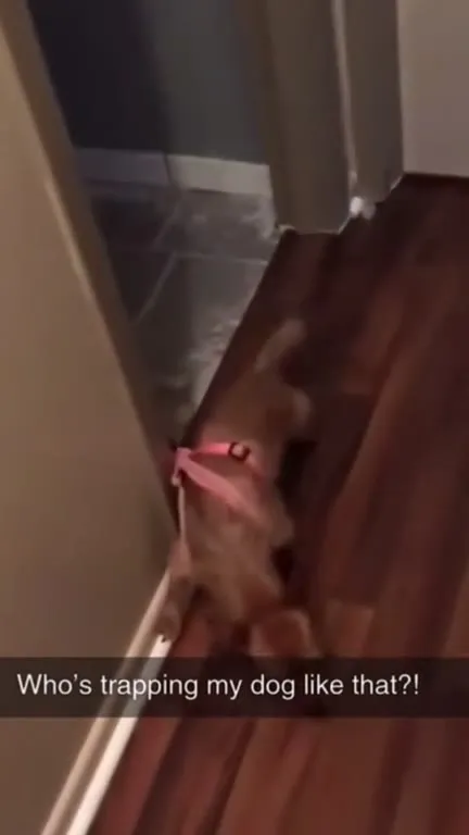 Cat Traps the Dog