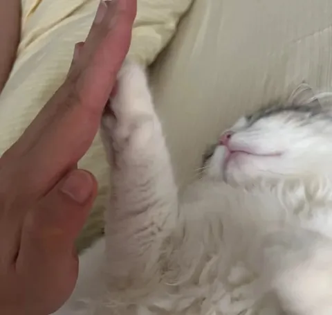 Кот даёт пять