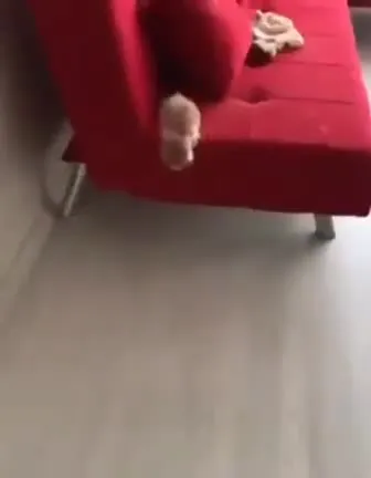 Котёнок выбегает из-под дивана
