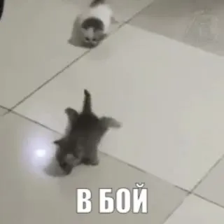 Котята идут в бой