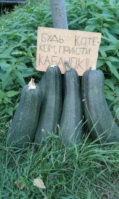 Кабачки зовут кабаника
