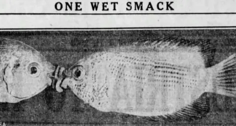One Wet Smack Fish Kiss