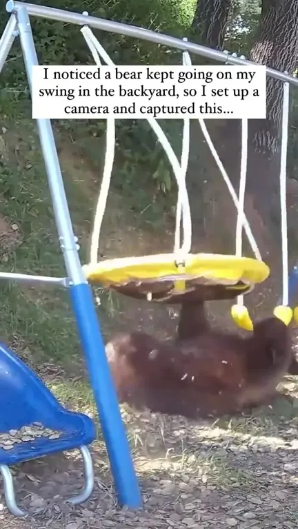 Bear Enjoys the Backyard Swing