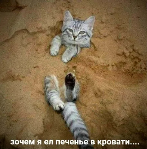 Кот, зарытый в песке