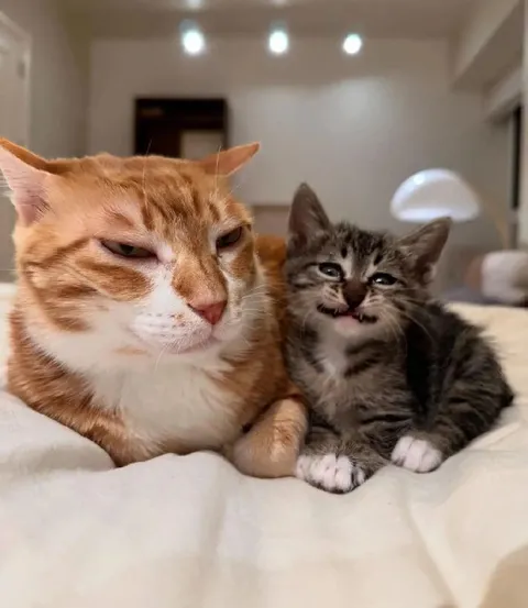 Суровый кот и довольный котёнок