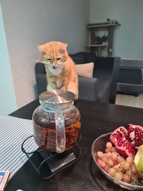 Кот внимательно следит за чайником