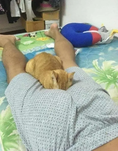 Кот устроился на человеке