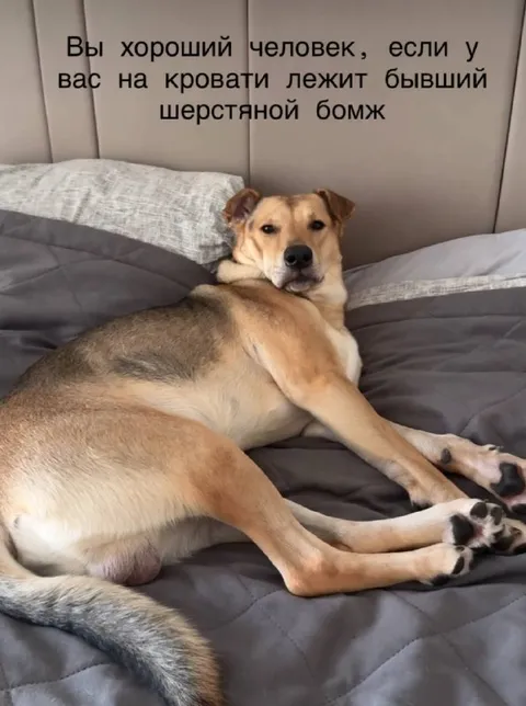 Бывший шерстяной бомж на кровати