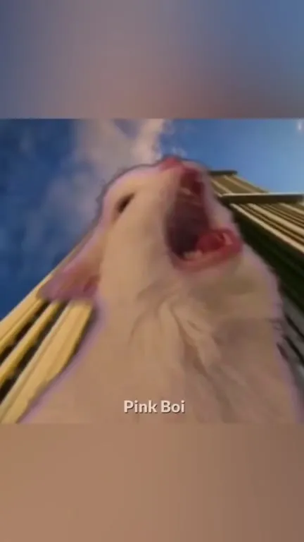 Безумный кот под Crazy Frog