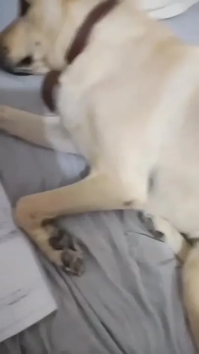 Cachorro encarando a conta