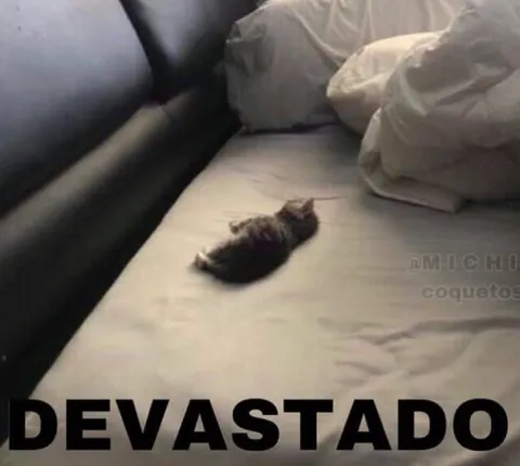 Gato devastado en la cama