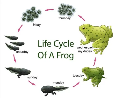 Life Cycle of a Frog
