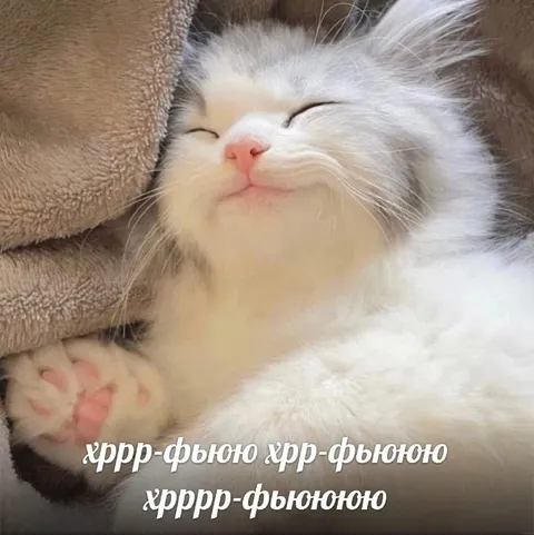 Мурчащий белый котёнок
