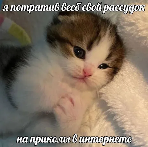 Котёнок потерял рассудок