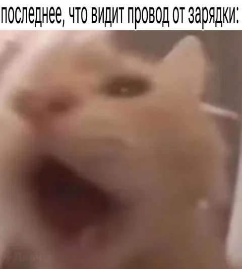 Последнее, что видит провод