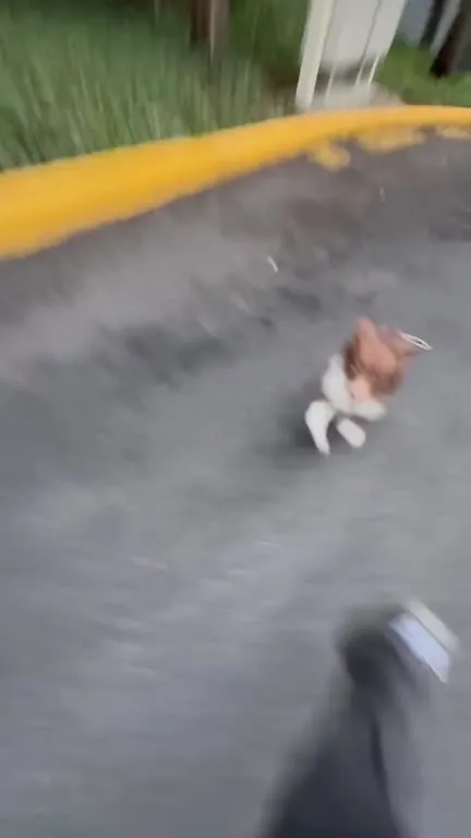 You’re Stuck With Me Dog