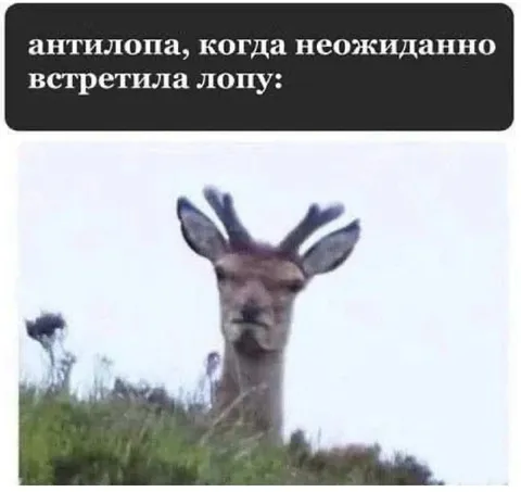 Антипопа встретила лопу