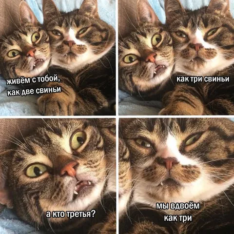 Коты как три свиньи