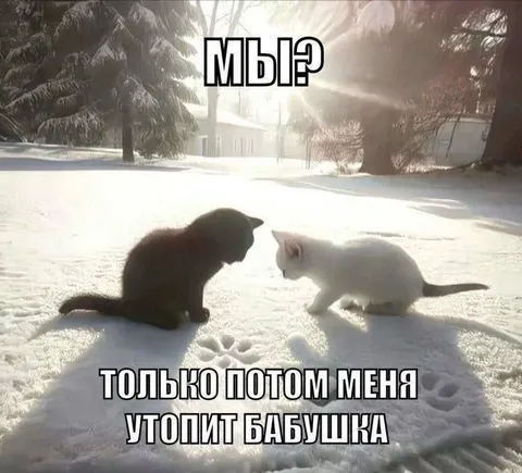 Коты в снегу и бабушка