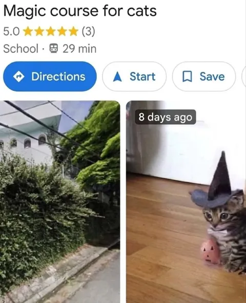 Magic Course for Cats