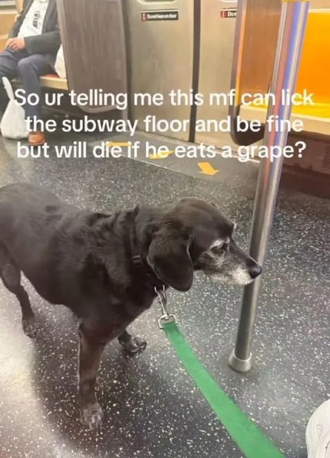 Dog Can Lick Subway Floors