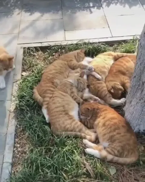 Кот пытается втиснуться в компанию