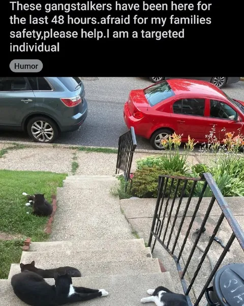 Gangstalkers and Targeted Cats