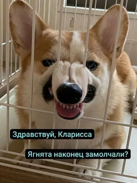 Корги наконец дождался тишины