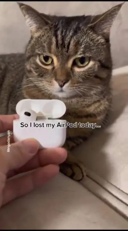 Cat Loses an AirPod