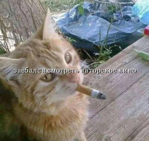 Кот устал от авторского кино